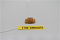 藏品(絨毛近方蟹)的圖片